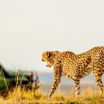 Where to see cheetahs on Kenya wildlife safaris