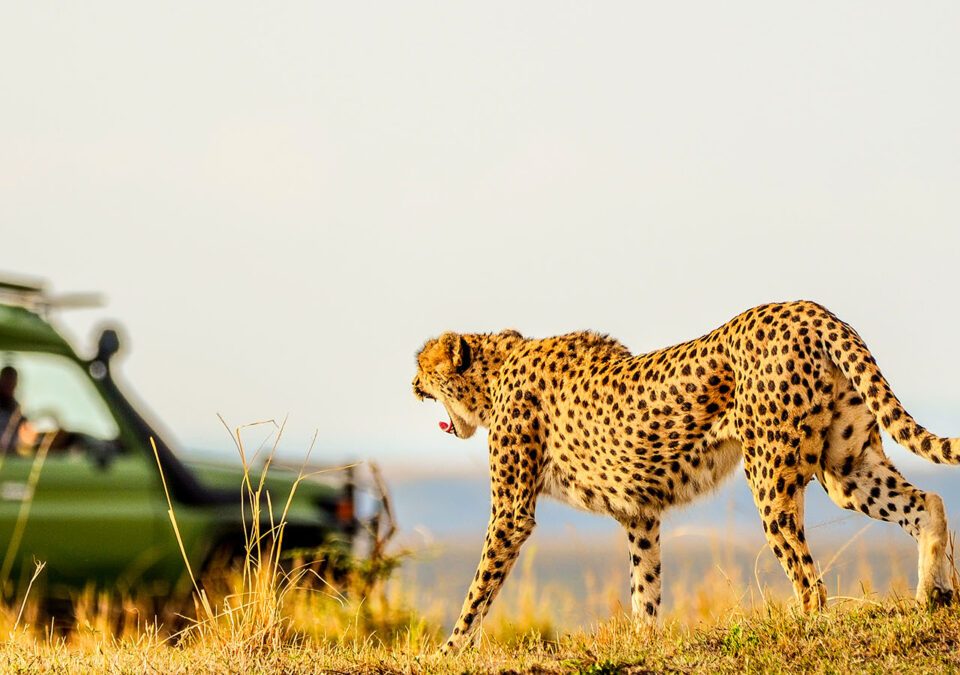 Where to see cheetahs on Kenya wildlife safaris