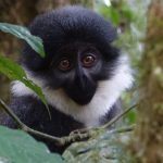 Wildlife at Gishwati-Mukura National Park- Rwanda safaris