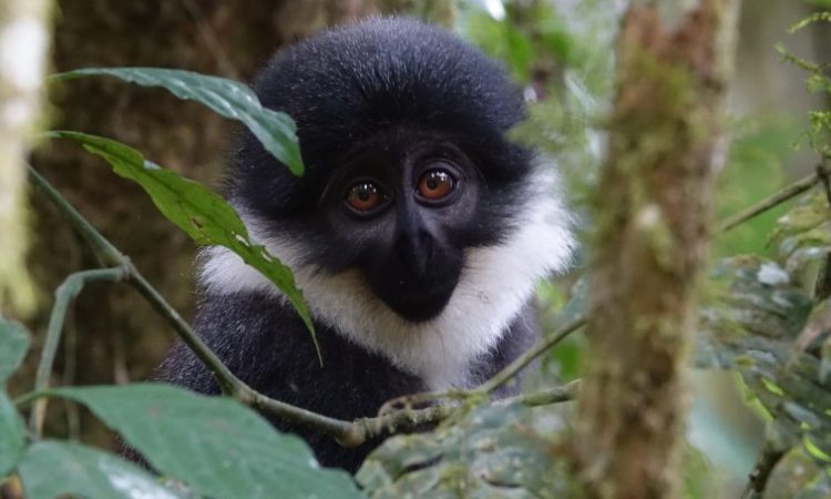 Wildlife at Gishwati-Mukura National Park- Rwanda safaris