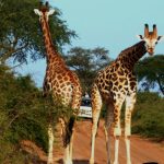 Top attractions at Murchison falls National Park