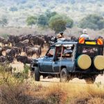Top destinations for wildlife safaris in Kenya