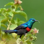 Where to go for birding safaris in Rwanda