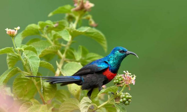 Where to go for birding safaris in Rwanda