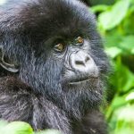 Other things to do at Bwindi besides gorilla trekking