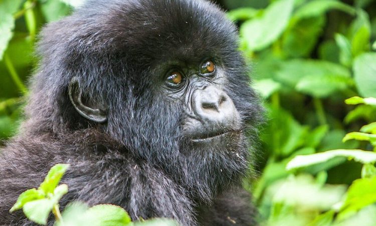 Other things to do at Bwindi besides gorilla trekking