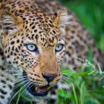 Where to see Leopards on Rwanda wildlife safaris
