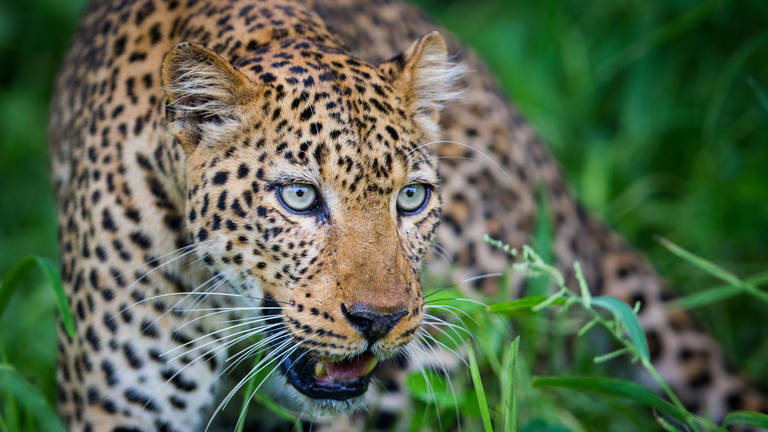 Where to see Leopards on Rwanda wildlife safaris