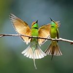Birdlife species to see on your Uganda Birding Safaris