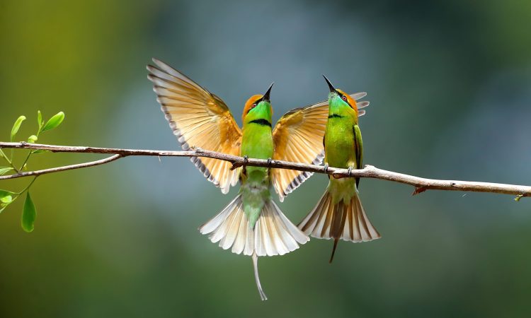 Birdlife species to see on your Uganda Birding Safaris