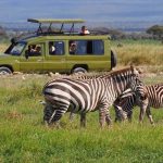 Where to see zebras on Rwanda wildlife safaris