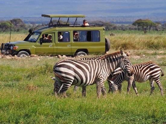 Where to see zebras on Rwanda wildlife safaris