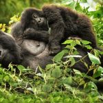 Best places for primate safaris in Rwanda