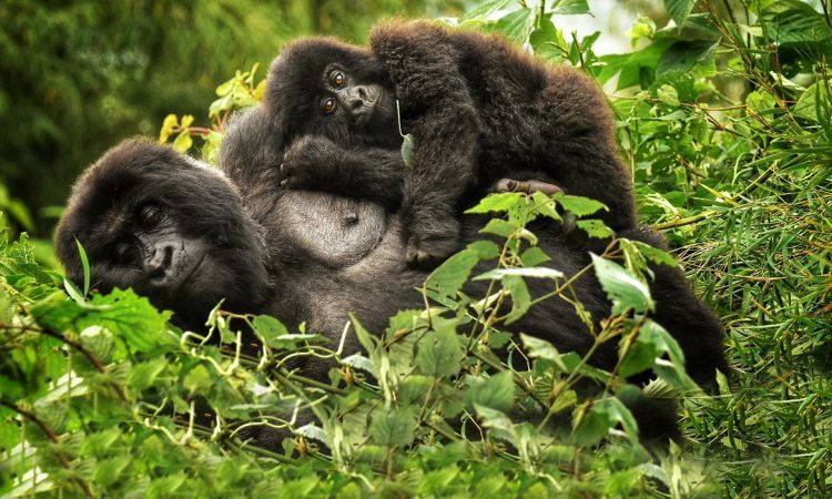 Best places for primate safaris in Rwanda